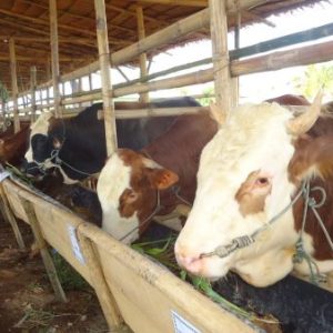 Sapi Jantan Qurban SP 7 (336-360 KG)