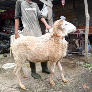 Domba Jantan KD 11 (40-43 KG)