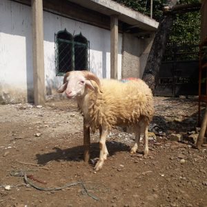 Domba Jantan KD 2 (17-20 KG)